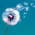 :iconpeppermint-wind: