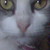 :iconperbastet: