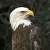 :iconPeregrine-Photo: