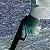 :iconperegrine-slinger: