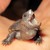 :iconperegrinepenguin: