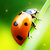 :iconperfect-lucky: