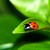 :iconperfectdelicacy: