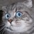 :iconperfectmadnesss: