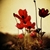 :iconperfectsmile008: