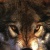 :iconperfectwolfgirl:
