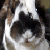 :iconperfume11: