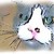 :iconpergasatory: