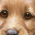 :iconperidot9tikal: