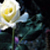 :iconpermanant-rose: