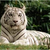 :iconpermanent-doll: