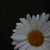 :iconperpetuallove: