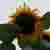 :iconperpetualsunset: