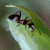 :iconperpetuum-mobile:
