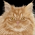 :iconperserkay: