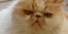 :iconpersiancatlovers: