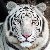 :iconpersiantiger: