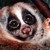 :iconperspicaciousloris: