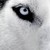 :iconperuchin11: