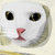 :iconpeskywaabbit: