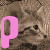 :iconpet-photosclub: