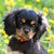 :iconpet-portrait: