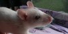 :iconpet-rats: