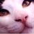 :iconpetel: