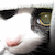 :iconpeteryes: