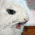 :iconpetesamd: