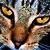 :iconpetit-chaton: