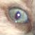 :iconpetit-orteil: