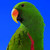 :iconpetitcodiac: