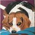 :iconpetitdragon21: