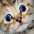 :iconPetPhotography-Mo0: