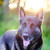 petrichore :iconpetrichore: