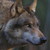:iconpetrifyed-sheep: