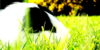 :iconpets-photos: