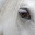 :iconpferdlover: