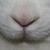 :iconpfingstroeschen: