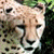 :iconphalupe1: