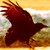 :iconphantom-daydream: