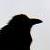 :iconphantom-of-the-raven: