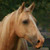:iconphantom303: