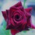 Phantomhive0227 :iconphantomhive0227: