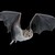 :iconphantomofthebats: