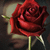 :iconphantomrose7: