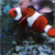 :iconpharetra: