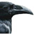 :iconphasmatiscorax: