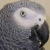 :iconphasmidfan: